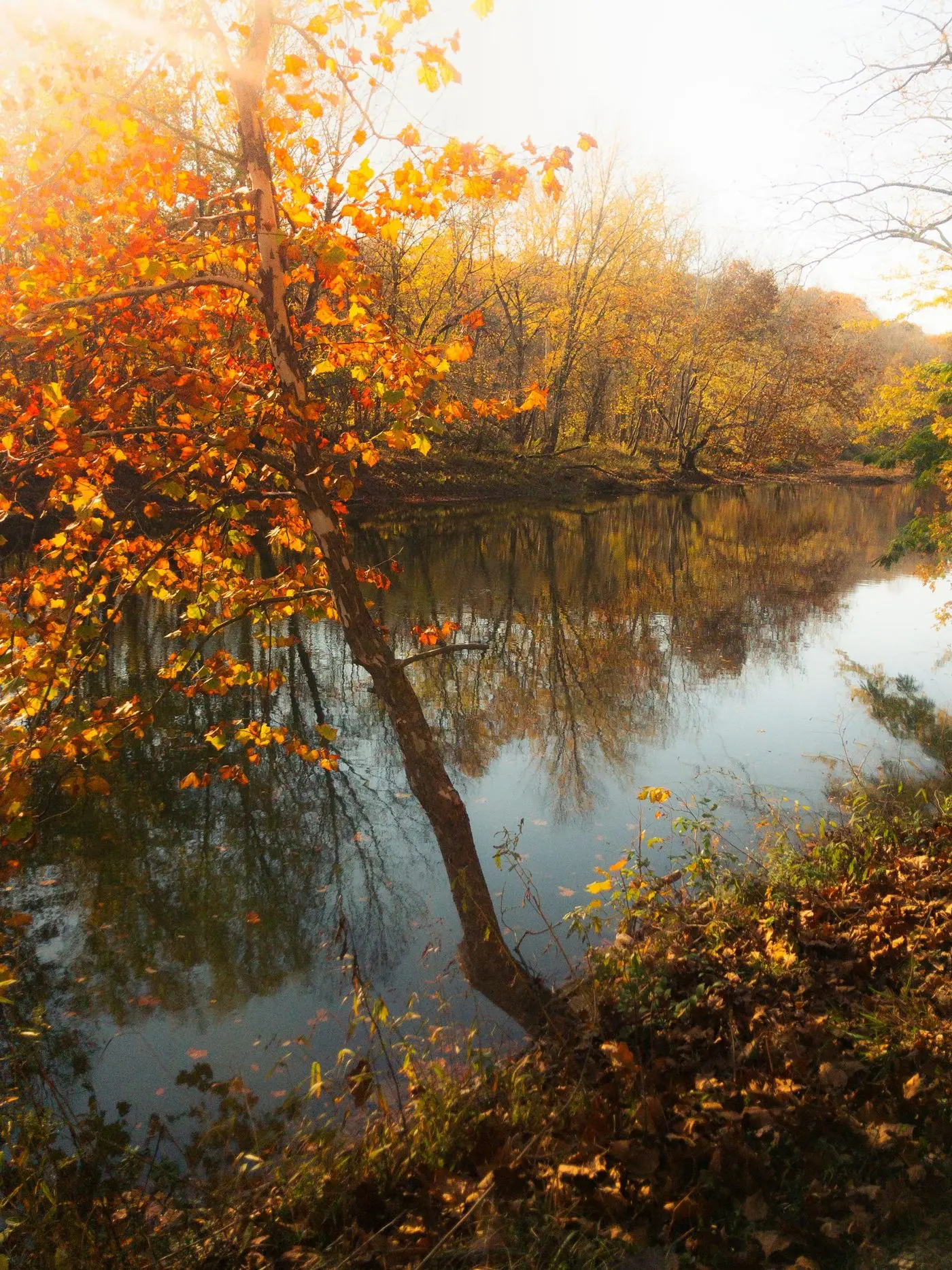 Autumn trees reflected in a quiet Ohio river